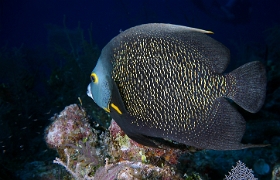 MediaEarth - Bahamas 2017 - DSC02372_rc - French angelfish - Pomacanthus paru